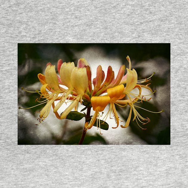 Honeysuckle by AlexaZari